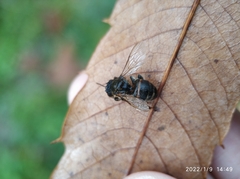 Apis mellifera