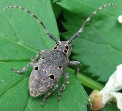 Mesosa curculionoides