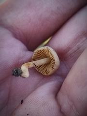 Agaricales