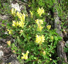 Scutellaria oreophila