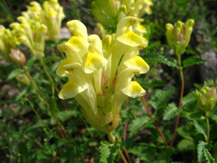 Scutellaria oreophila
