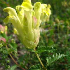 Scutellaria oreophila