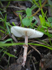 Lepiota lilacea
