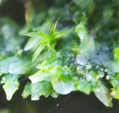 Metzgeria consanguinea