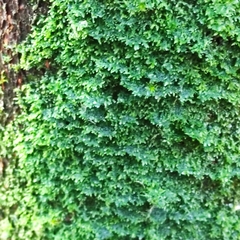 Metzgeria consanguinea