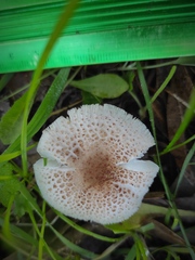 Lepiota lilacea