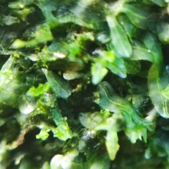Metzgeria consanguinea