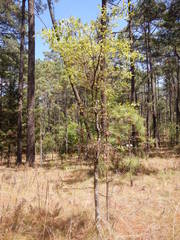 Quercus crispipilis