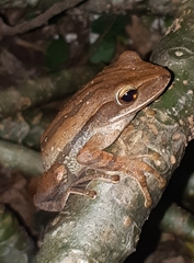 Polypedates leucomystax