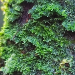 Metzgeria consanguinea