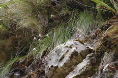 Trachyandra tabularis