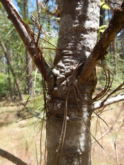 Quercus crispipilis