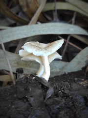 Lentinus tigrinus