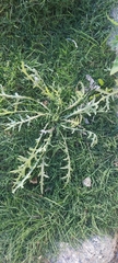 Launaea mucronata