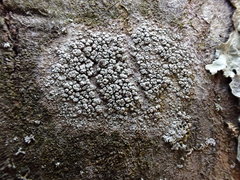Pertusaria pustulata