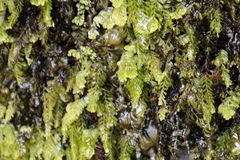 Hymenophyllum capense