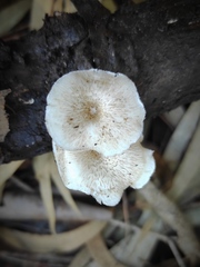 Lentinus tigrinus