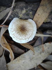 Lentinus tigrinus