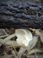 Lentinus tigrinus