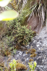 Erica petiolaris