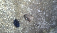 Hemiptera