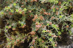 Erica petiolaris