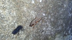 Hemiptera
