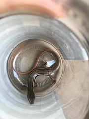 Aspronema dorsivittatum