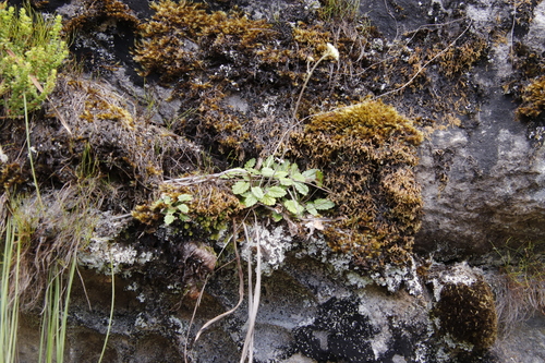 Image of Hermas capitata by (c) Tony Rebelo, some rights reserved (CC BY-SA)
