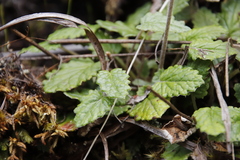 Hermas capitata