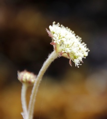 Hermas capitata
