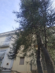 Casuarina