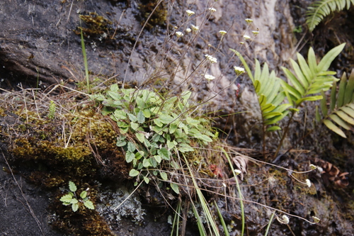 Image of Hermas capitata by (c) Tony Rebelo, some rights reserved (CC BY-SA)