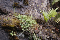 Hermas capitata