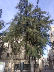 Casuarina