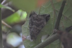 Achaea thermopera