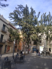 Casuarina