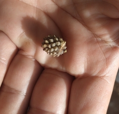 Casuarina