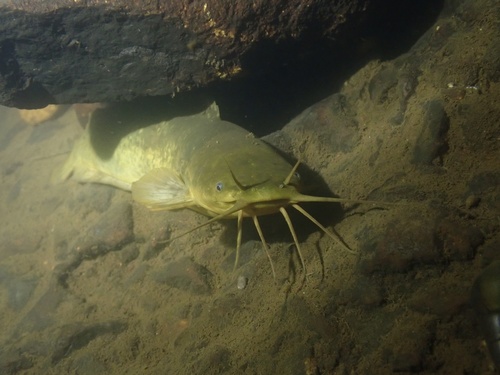 Catfish (Clarias fuscus) — Clariidae