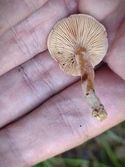 Agaricales