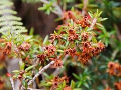 Erica petiolaris