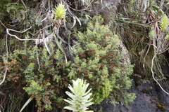 Erica petiolaris
