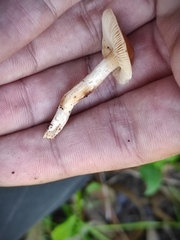 Agaricales
