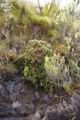Erica petiolaris