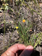 Aspalathus lebeckioides