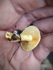 Agaricales