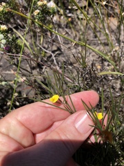Aspalathus lebeckioides