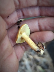 Agaricales