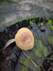 Agaricales