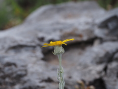 Senecio eubaeus